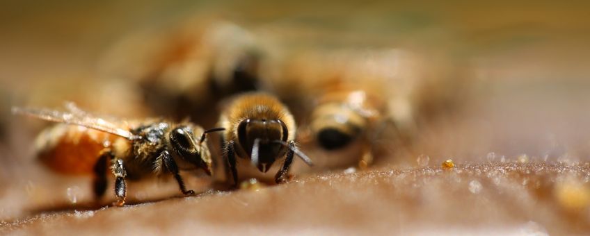 Honeybee, honingbij