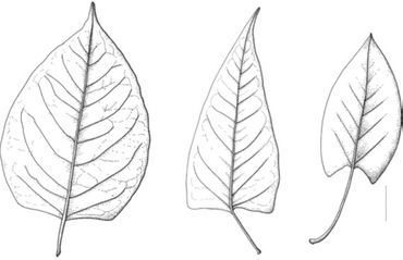 Herkenning blad Japanse duizendknoop en Fallopia x conollyana. Links Japanse duizendknoop, midden Fallopia x conollyana en rechts Chinese bruidssluier. Het rechterstreepje is 15 millimeter