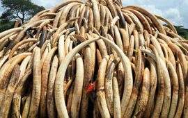 Verbranding van meer dan 100 ton ivoor in Nairobi, Kenia in 2016. Een van de grootste ivoorverbrandingen in de geschiedenis.