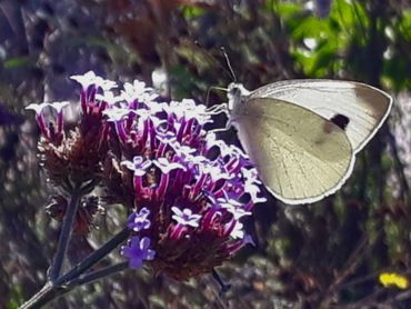 Scheefbloemwitje op ijzerhard in een tuin