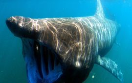 Greg Skomal/SWFSC-NOAA (vrij gebruik) Reuzenhaai filtert plankton uit het water