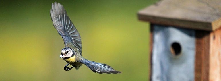 The white poop bag is clearly seen in the blue tit's mouth.  This way, the nest stays clean