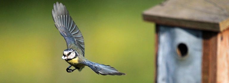 In de bek van de pimpelmees is het witte poepzakje goed te zien. Zo blijft het nest schoon