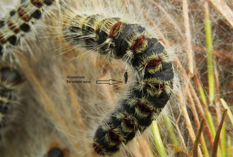 Deze rups was eveneens geparasiteerd en kort daarna kwam een larfje uit zijn/haar lijf