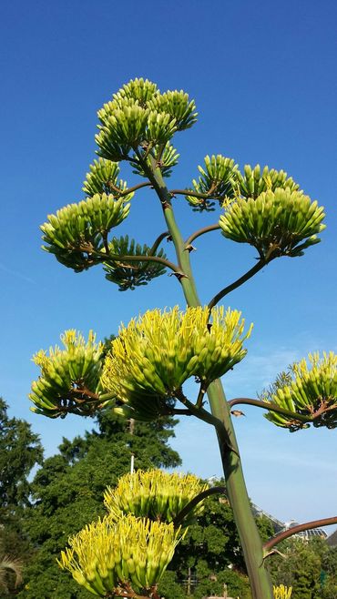 Agaves bloeien pas na vele jaren, soms pas na vijftien jaar