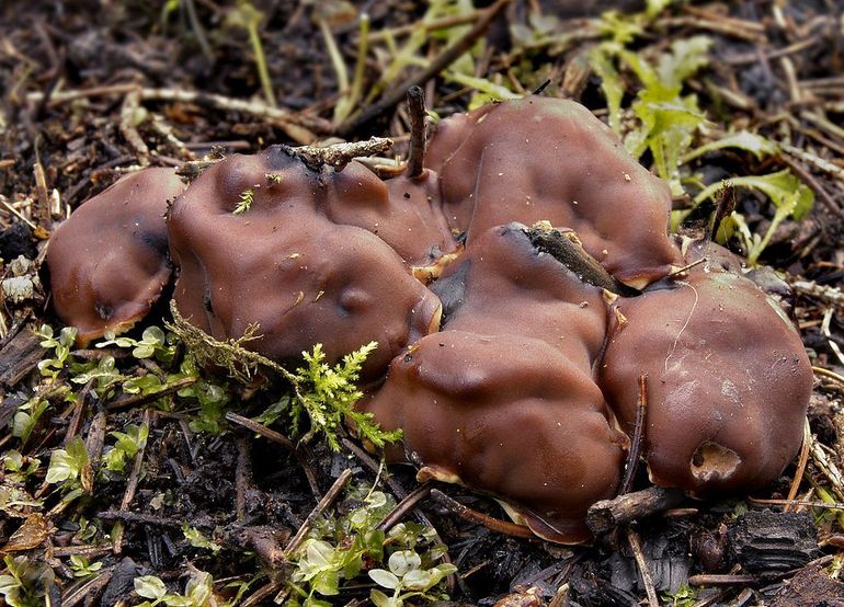 Oliebolzwammen groeien op brandplekken