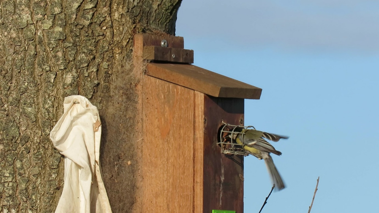 Koolmees met een eikenprocessierups. De nesten rondom de kasten zijn in de loop van het seizoen eveneens leeg gevreten door de vogels