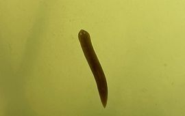 Lugubere glijer, Schmidtea lugubris  Cuijk-Padbroek (NB)