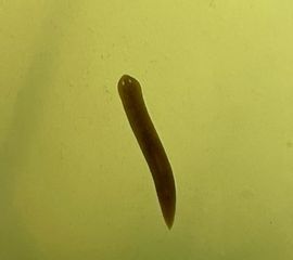 Lugubere glijer, Schmidtea lugubris  Cuijk-Padbroek (NB)