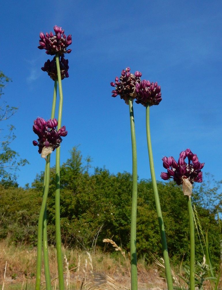 De lange bloemstengels van slangenlook