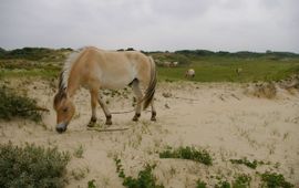 Begrazing in kustduinen