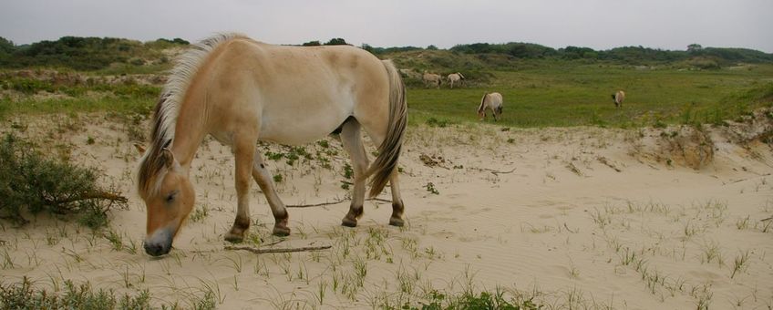 Begrazing in kustduinen