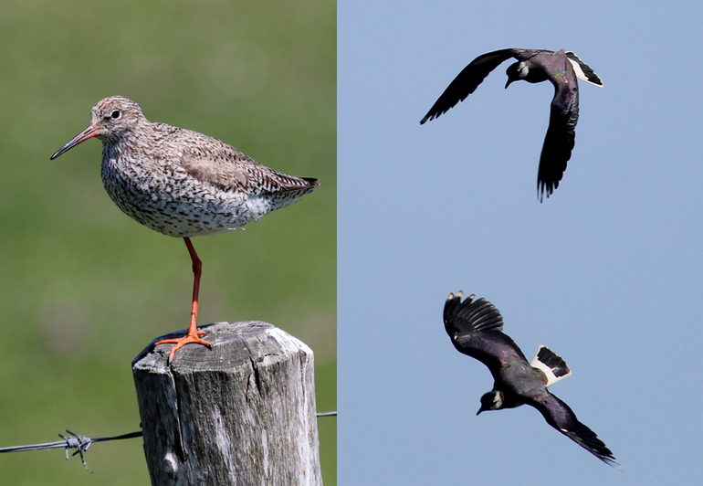 Tureluur (links); kieviten (rechts)