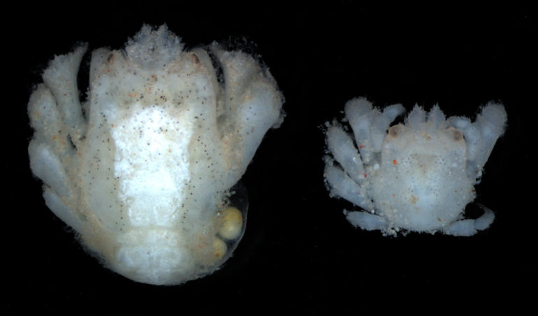 A female (left) and male (right) Opecarcinus hypostegus gall-crab