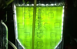 Cyanobacteriën ecosysteem