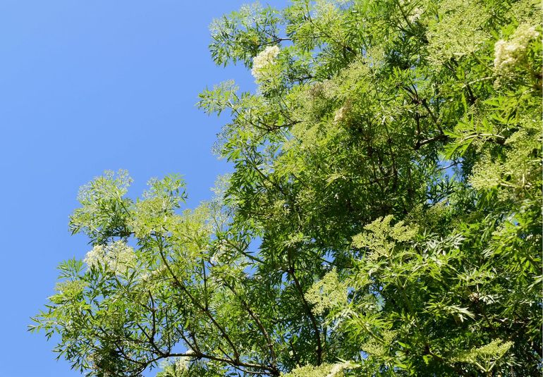Peterselievlier in Arboretum Oudenbosch
