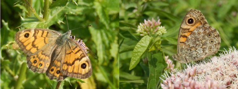 De sterk bedreigde argusvlinder komt nog voor in veenweidegebieden en was de meest gemelde vlinder tijdens dit onderzoek