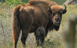 Koekalf wisent VOOR EENMALIG GEBRUIK