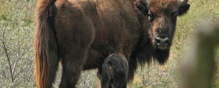 Koekalf wisent VOOR EENMALIG GEBRUIK