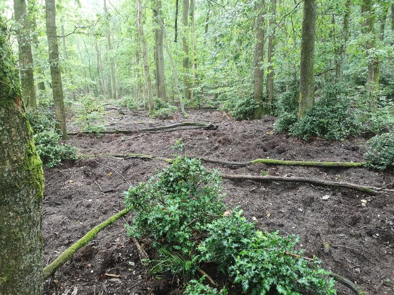 Invloed van wild zwijn op de bosbodem. Alleen oudere hulst en volwassen eiken weten deze dynamiek te overleven