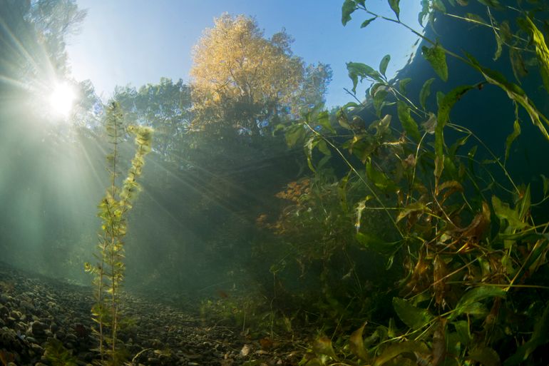 Aarvederkruid en Glanzig fonteinkruid