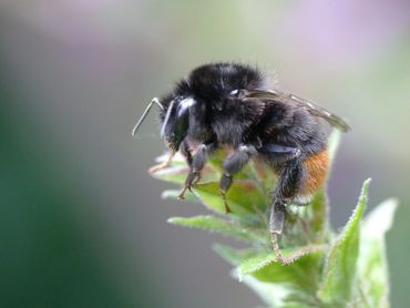 Werkster van steenhommel