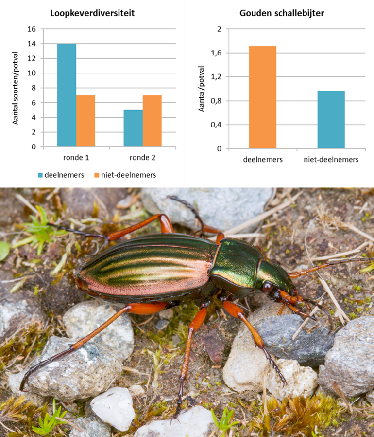 Figuur 1. Gemiddeld aantal soorten loopkevers per potval in ronde 1 (begin juni) en 2 (half juli) voor deelnemers en niet-deelnemers. Onder: gouden schallebijter