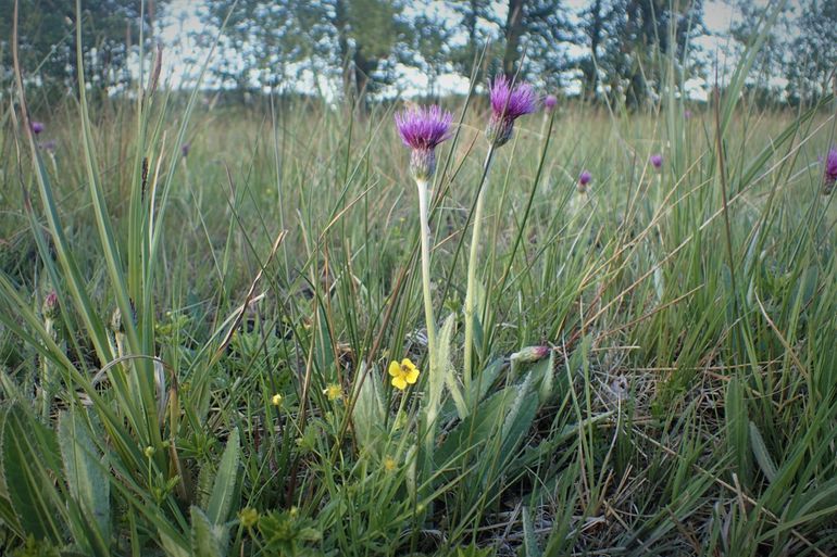 Spaanse ruiter (paarse bloem) en Tormentil (gele bloem) in een oud blauwgrasland in de buurt van Gouderak