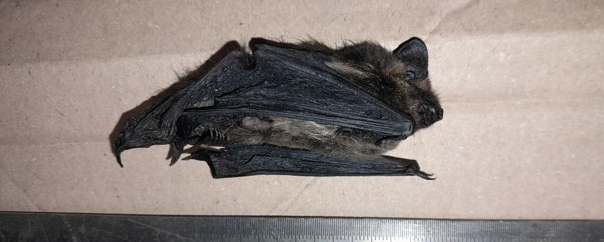 Dode noordse vleermuis. Eenmalig gebruik