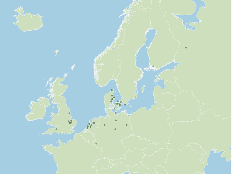 Historische vondsten van de kroeskoppelikaan in Noordwest-Europa