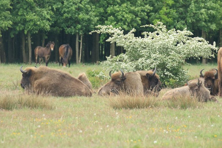  Wisenten en exmoorpony's op de Maashorst. Inzet van een zo divers mogelijk palet aan soorten heeft de grootste impact
