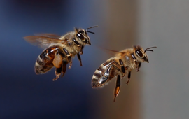 Honingbijen tijdens de vlucht