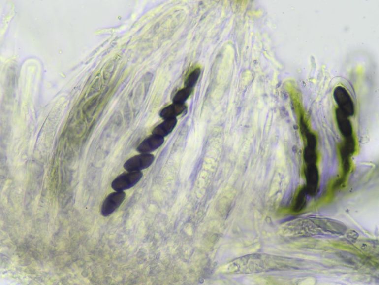 Polycoccum pulvinatum leeft vaak op stoeprandvingermos
