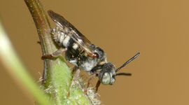 Een mannetje van de waddenviltbij.