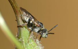 Een mannetje van de waddenviltbij.