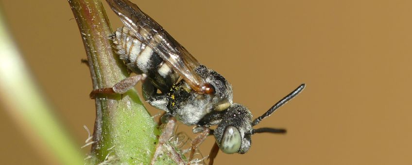 Een mannetje van de waddenviltbij.