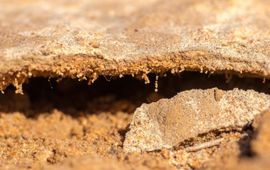 Soil crust
