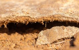 David Elliot, Flickr Soil crust