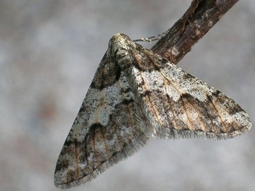 Kleine voorjaarsspanner