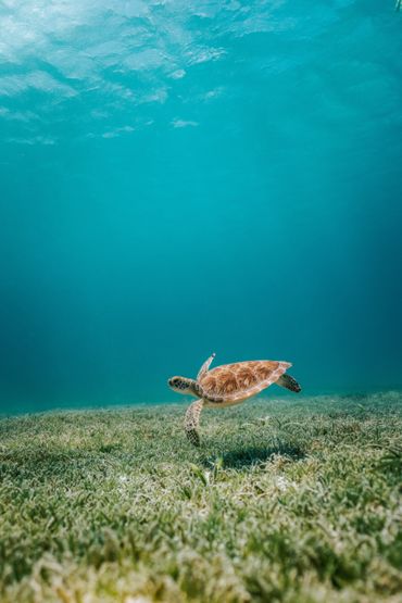 Sea turtle