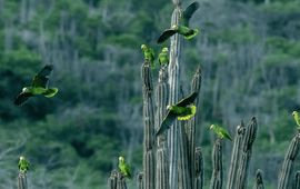 Yellow-shouldered Amazon Parrots.