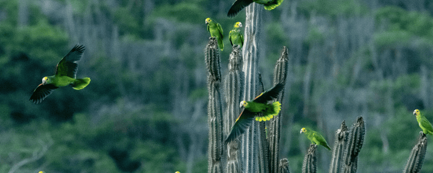 Yellow-shouldered Amazon Parrots.