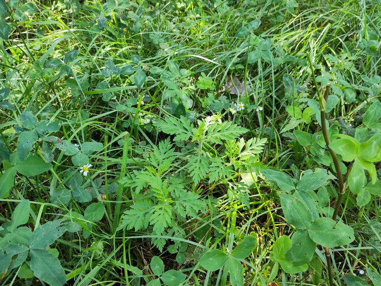 Alsemambrosia valt bij velen nog weinig op in het groen, totdat de plant doorschiet en begint te bloeien. De geoefende waarnemer herkent de jonge plant snel aan het frisgroene, veerdelige blad