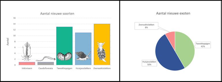 Links: nieuwe soorten (totaal veertig) uitgesplitst naar weekdiergroep. Deze weekdieren kwamen niet voor in de gids uit 2004. Ze zijn sindsdien nieuw gevonden of worden inmiddels tot onze fauna gerekend. Rechts: verdeling van de exoten (vijftien van de veertig) over de weekdiergroepen