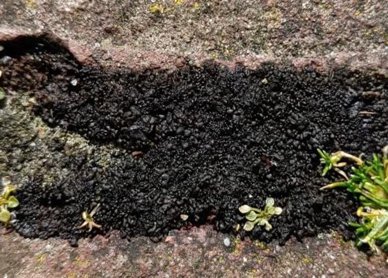 Geleimos tussen de stoeptegels. Geleimossen zijn goed te vinden door hun zwarte kleur