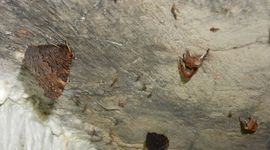 Overwinterende dagpauwoog en roesjes - primair