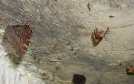 Overwinterende dagpauwoog en roesjes - primair