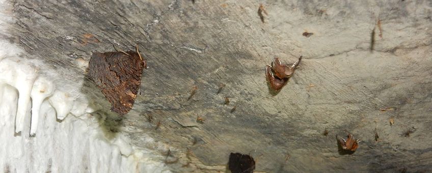 Overwinterende dagpauwoog en roesjes - primair