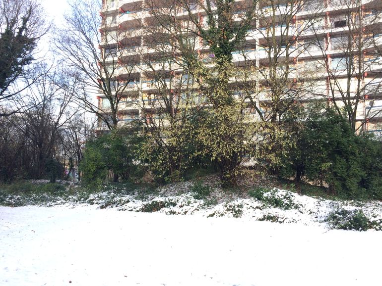 Hazelaar bloeiend in de sneeuw op 9 december 2017 in Ede