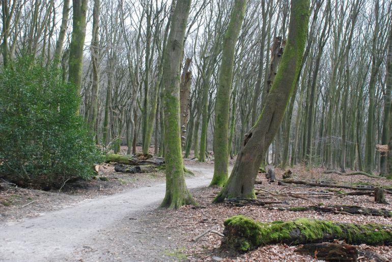 De kwaliteit van bosbodems neemt af, wat doorwerkt in de bomen. Bij zomereiken is een tekort aan magnesium, kalium en forfor gemeten